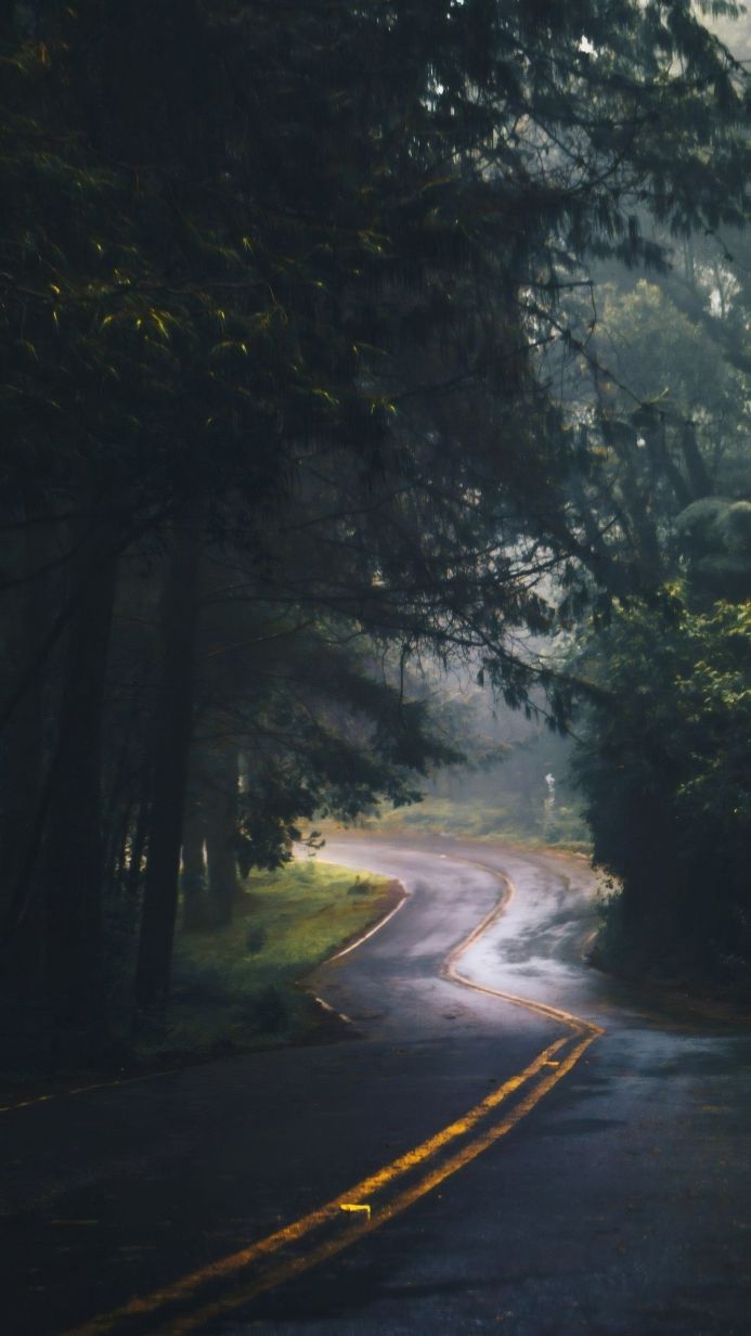 A winding road curves through a dark forest, the pavement wet and reflecting light