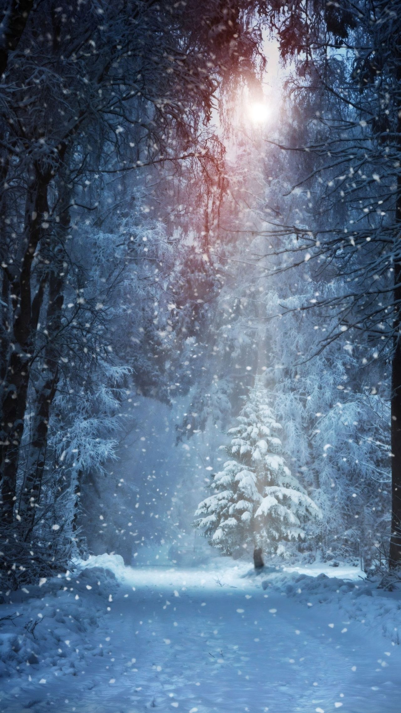 Snowy forest path winter landscape