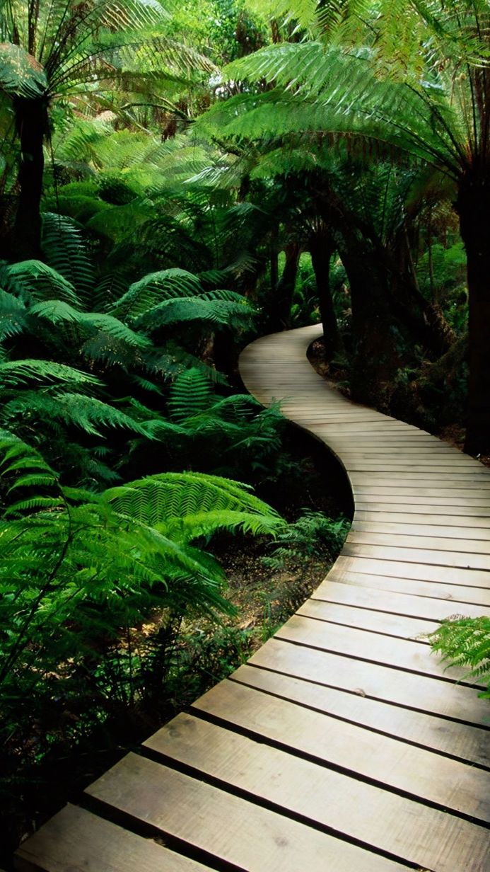 Wooden pathway winding through a lush green forest