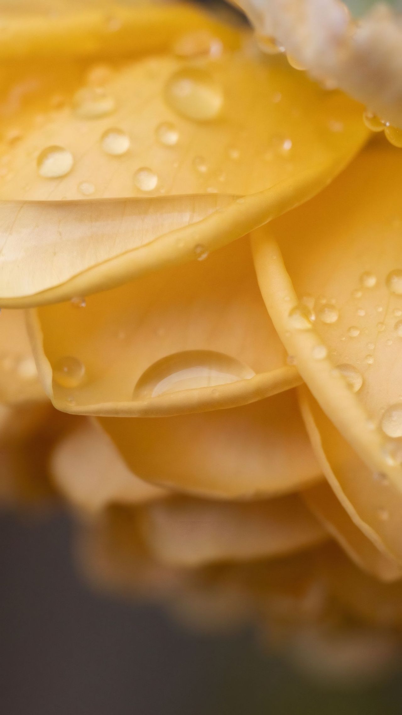 Yellow flower petal with water drops