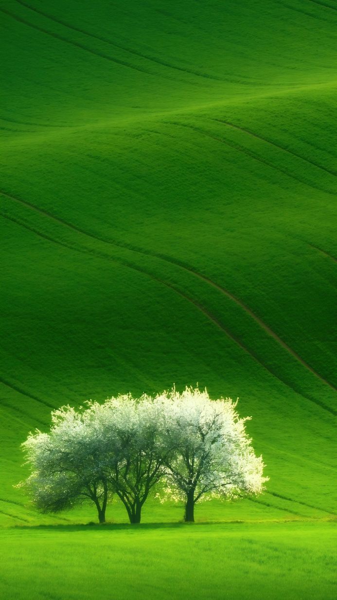 Three trees in bloom against a vibrant green, rolling hillside