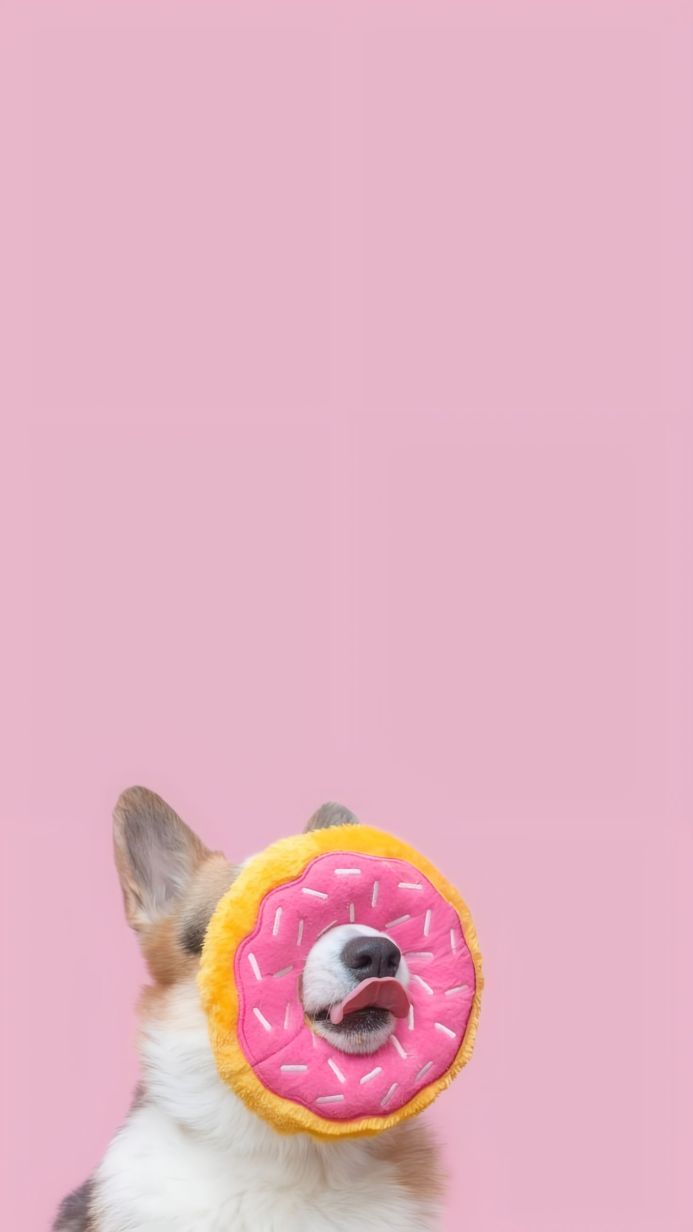 A corgi dog with a donut toy around its face against a pink background