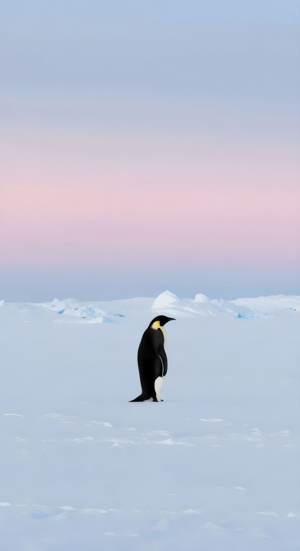 Emperor penguin standing on snow