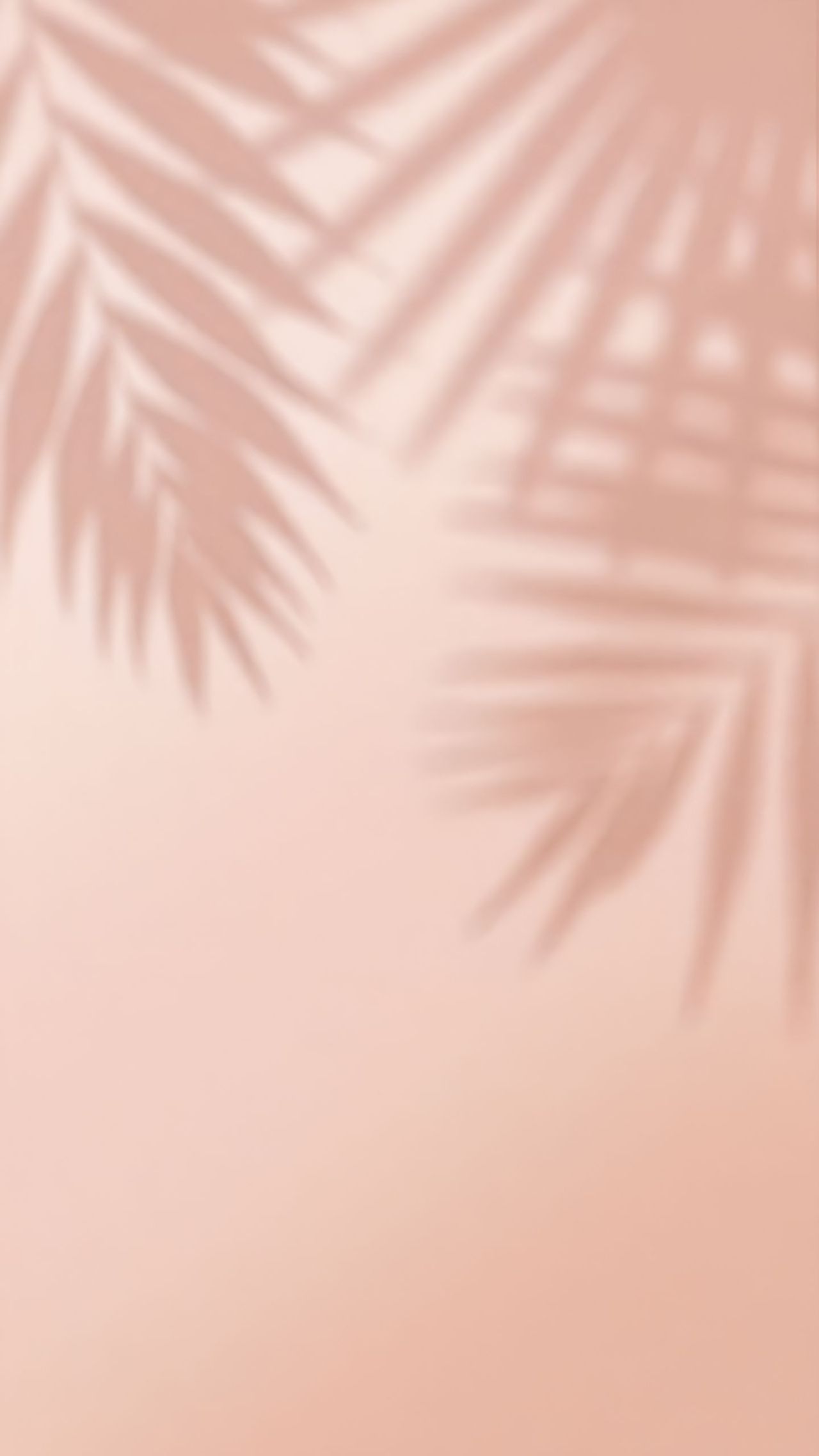 Palm leaf shadows on a pink background