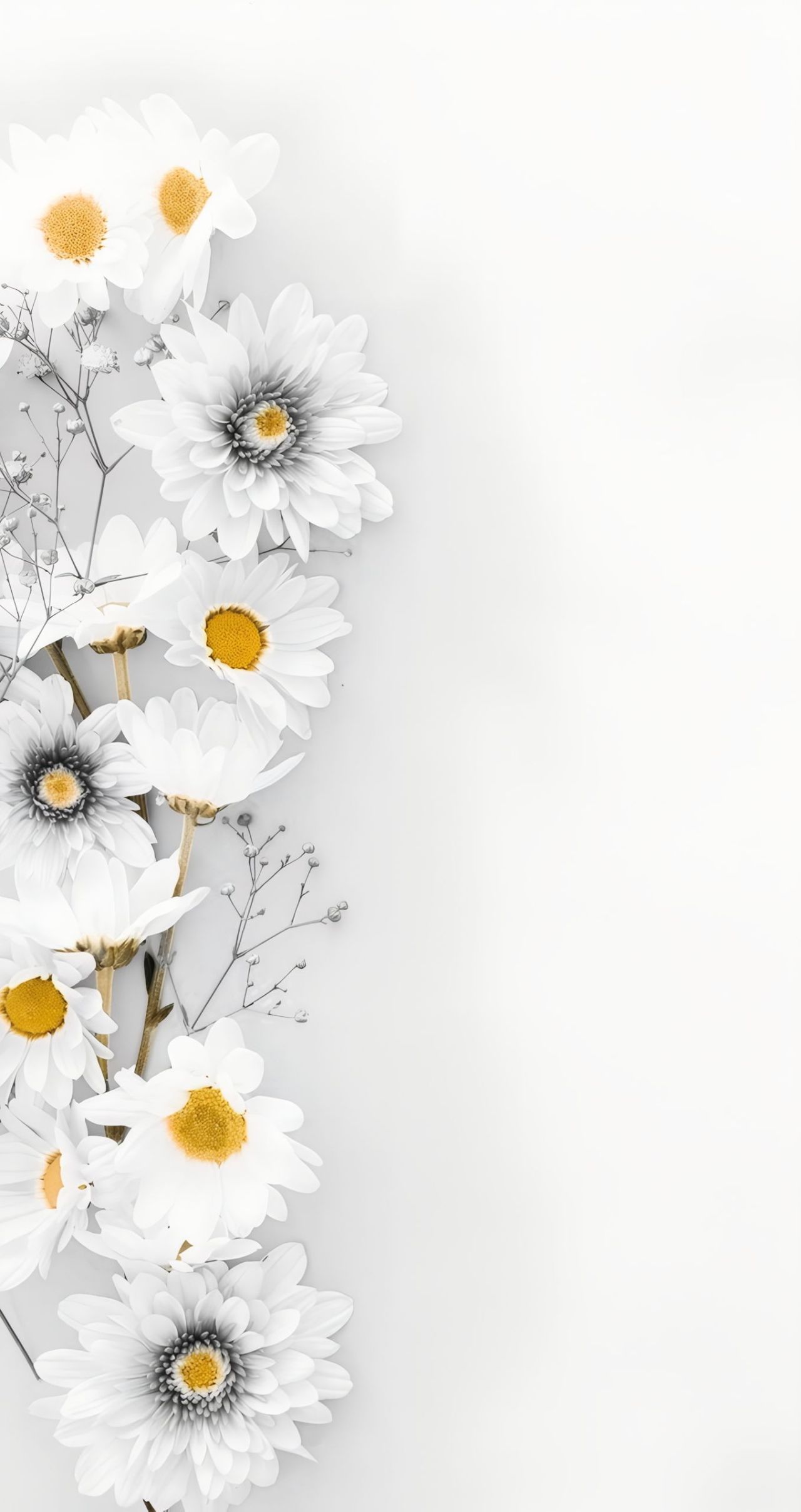 White daisies with gypsophila