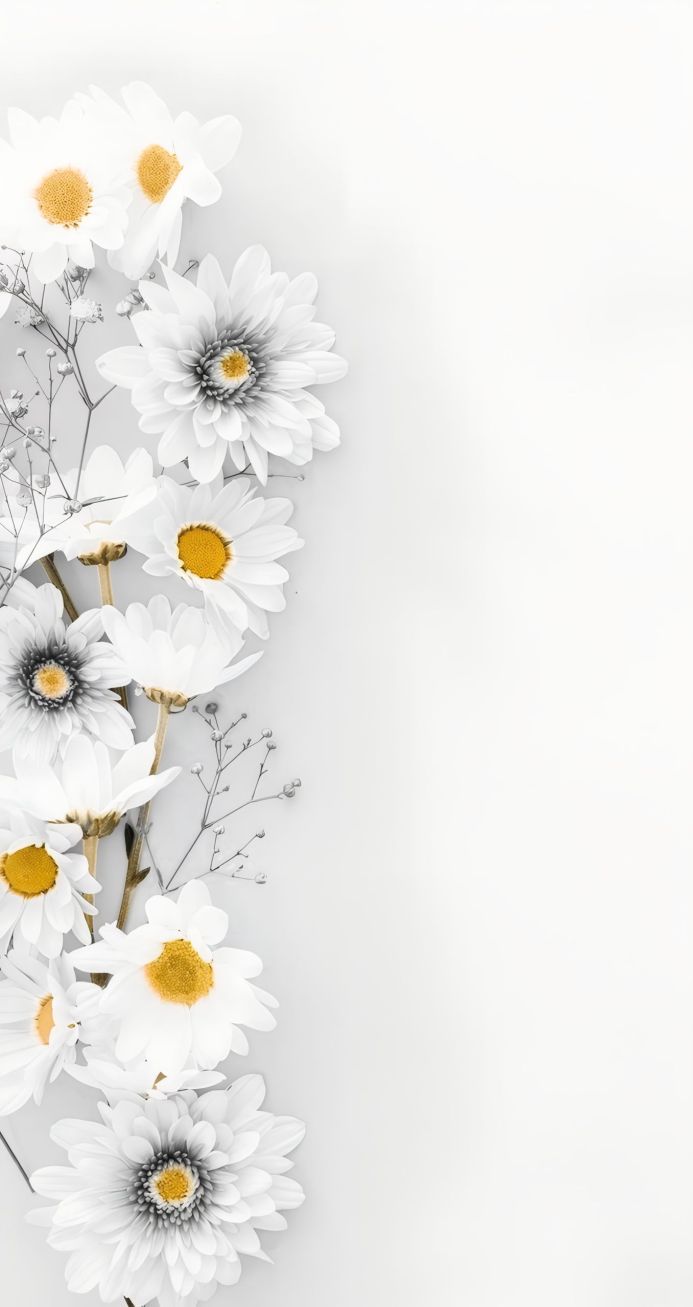 White daisies and gypsophila on a white background, floral arrangement