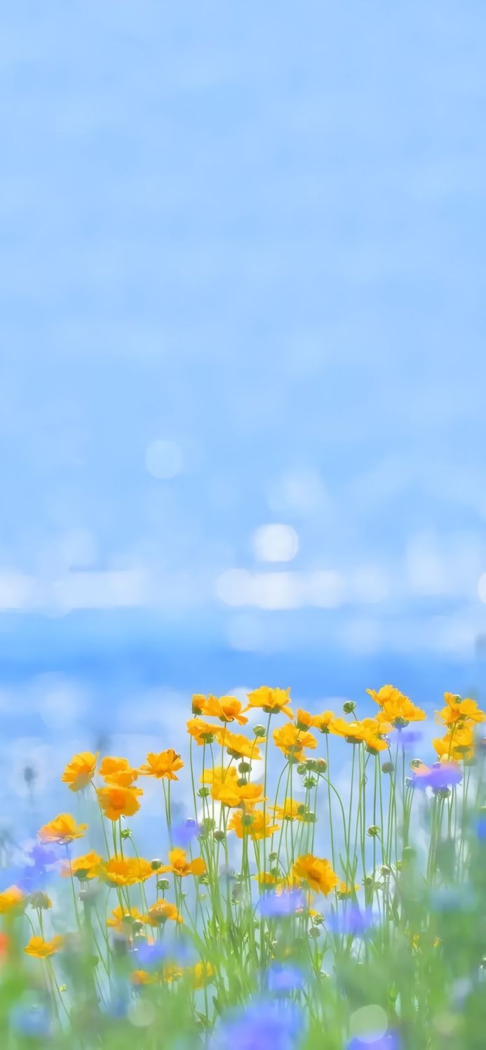 A field of yellow flowers with a blurred blue background on a sunny day