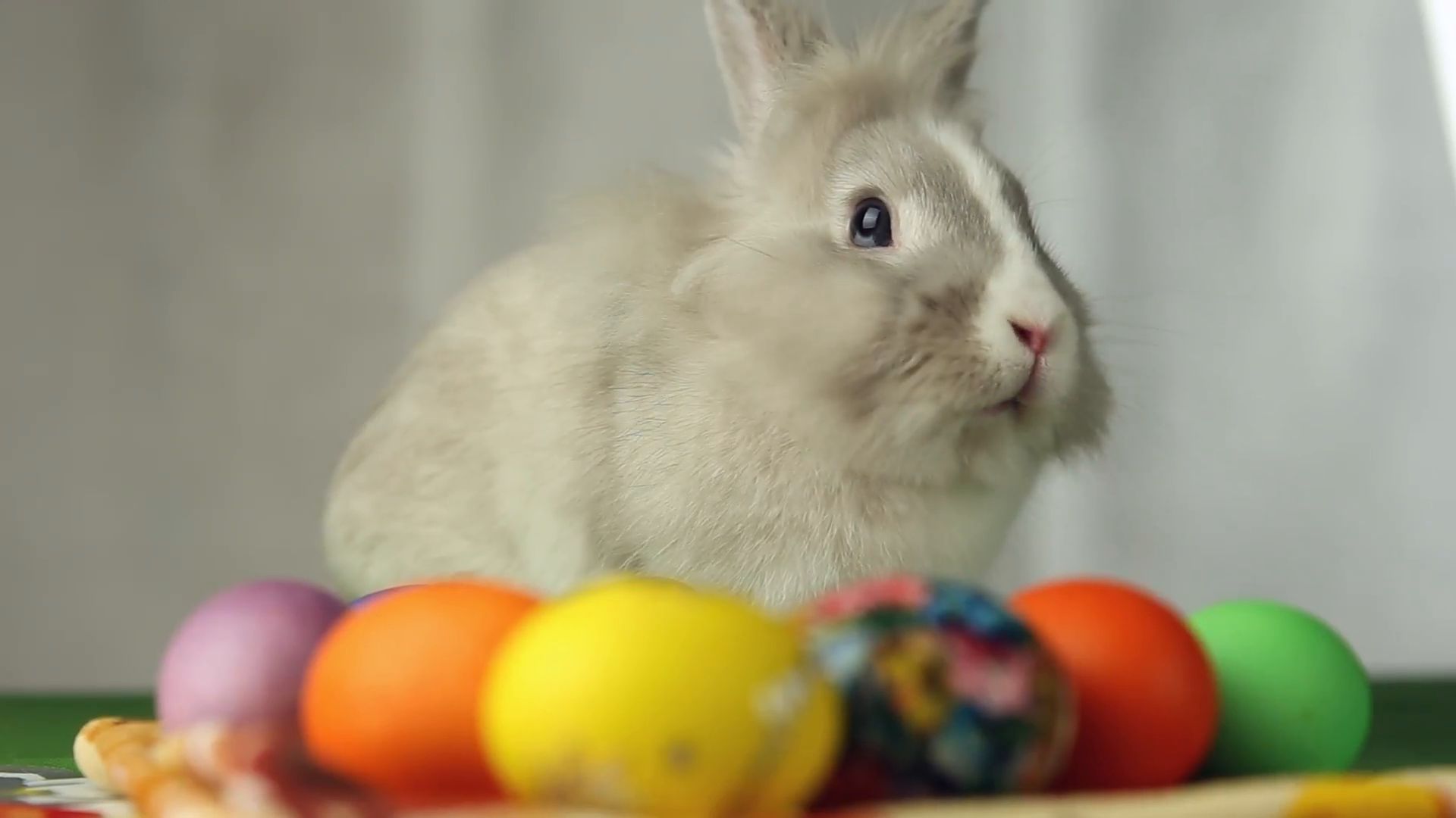 rabbit bunny eggs holiday wallpaper free