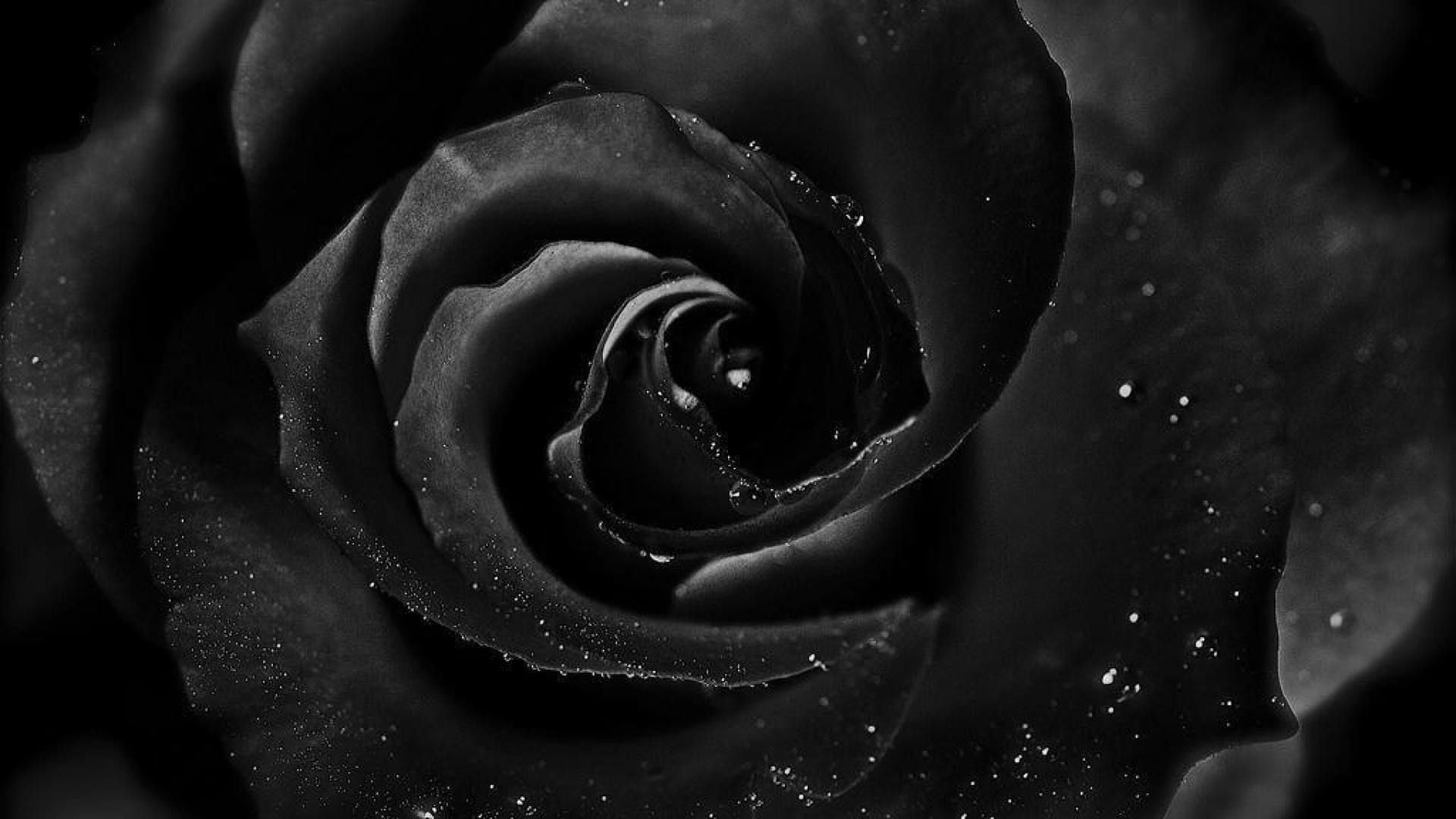 black rose black wallpaper