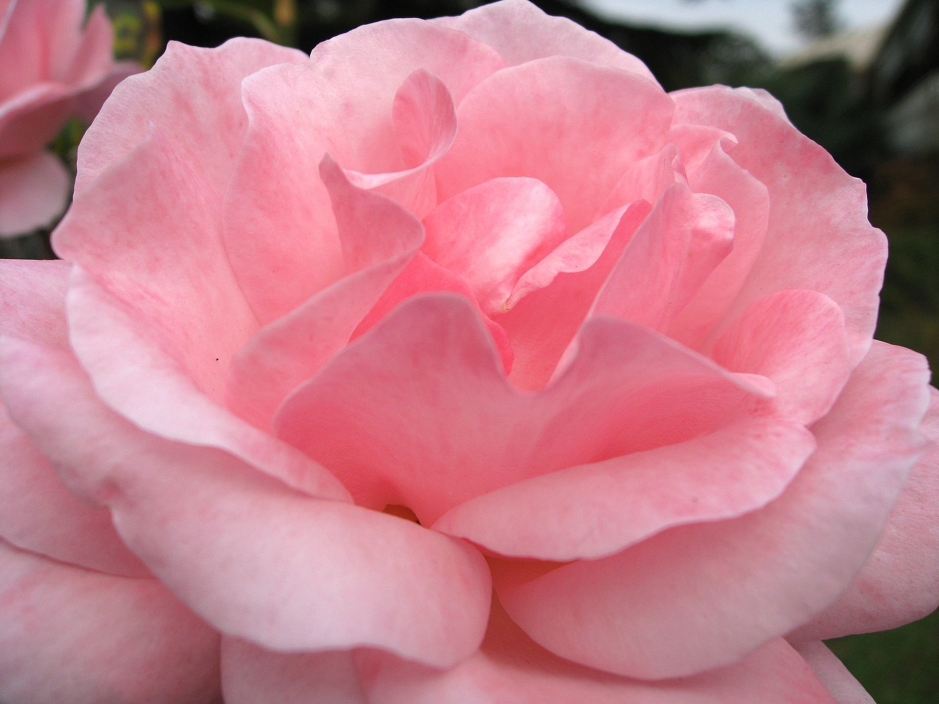 pink rose one close up