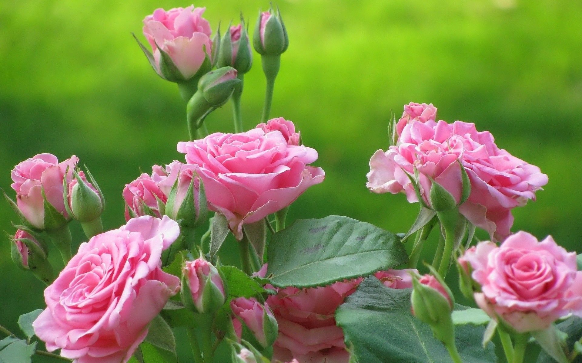 pink roses on a green background