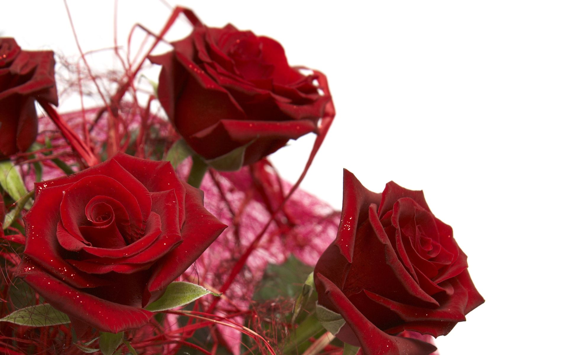 few red roses on white background