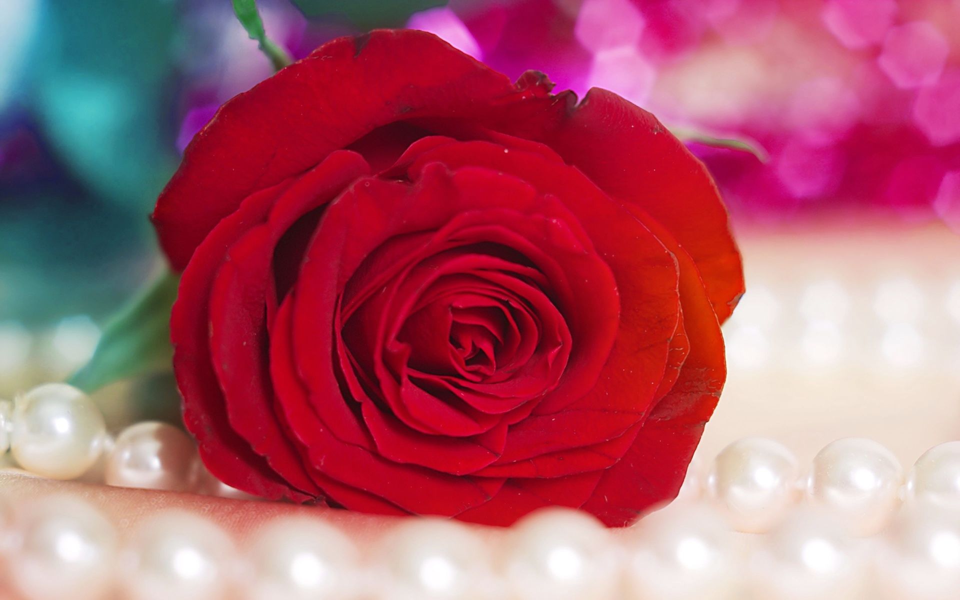 one red rose lies on pearls