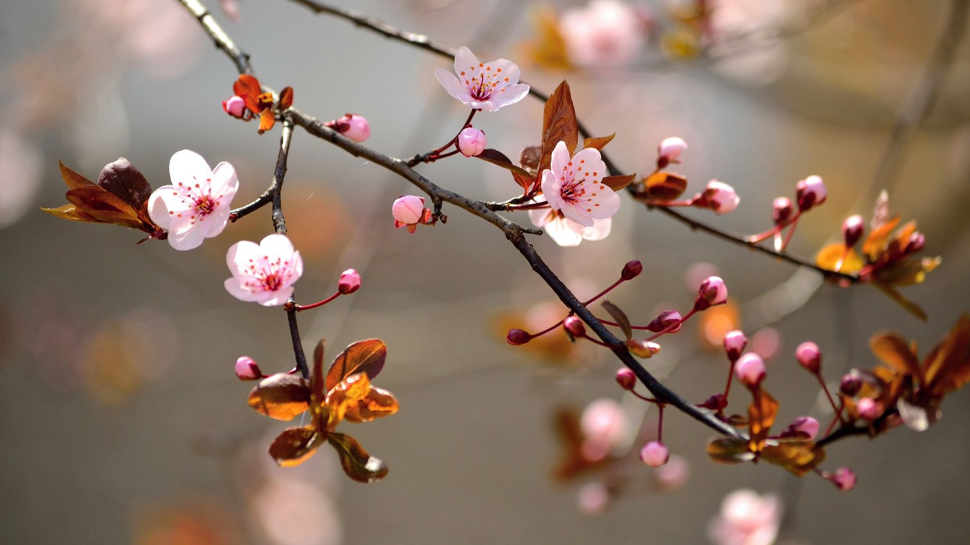24 Sakura Flowers Wallpapers - Wallpaperboat
