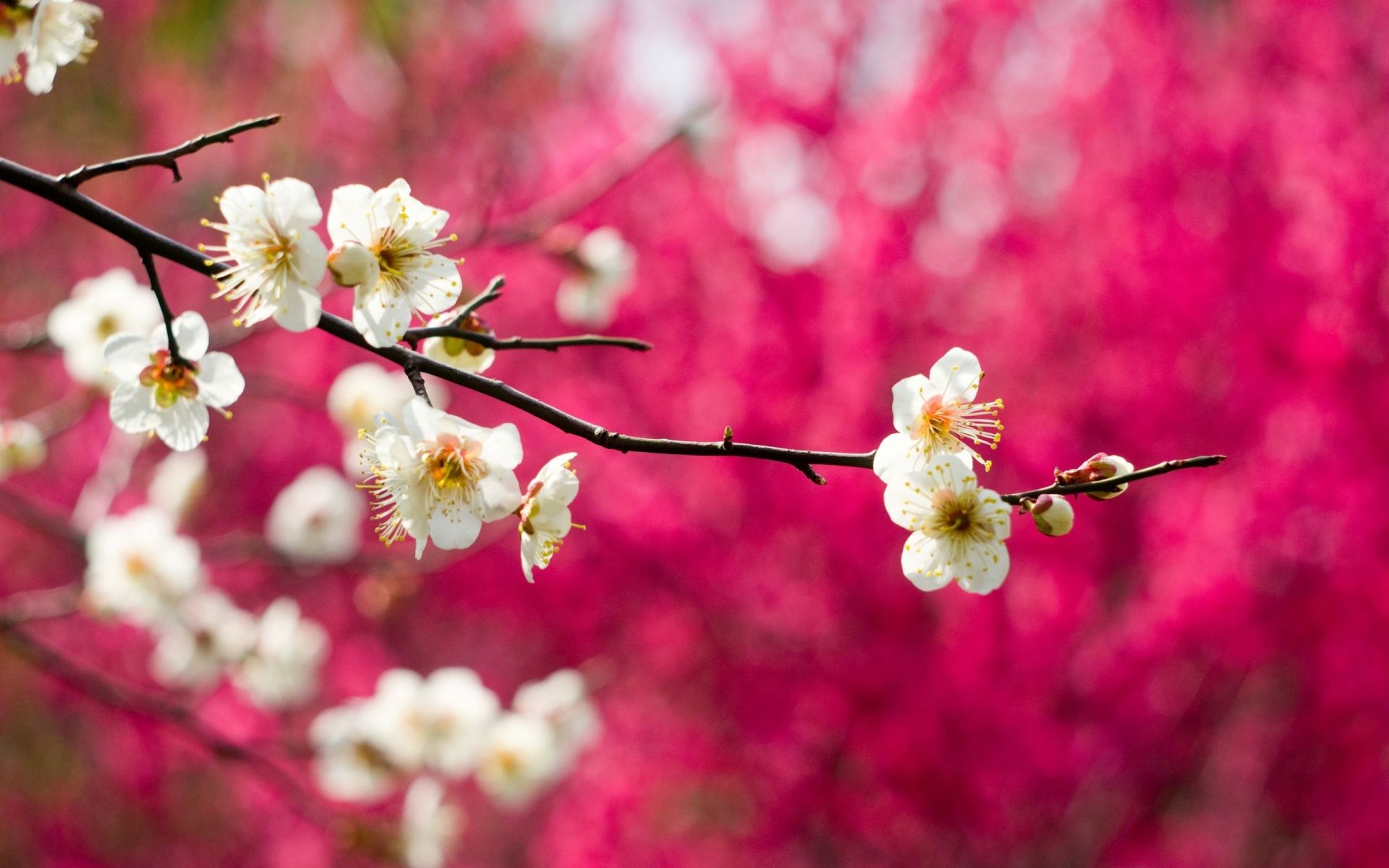 Desktop hd sakura flower background
