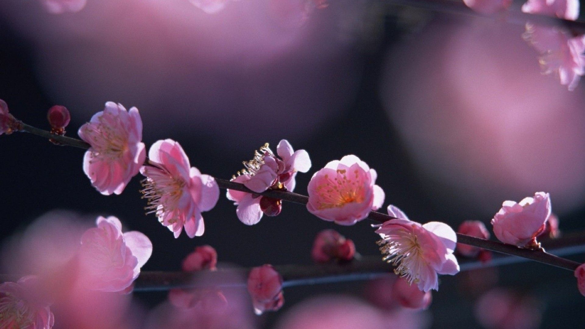 Cherry blossom HD wallpapers