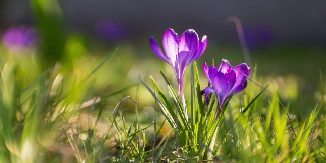 36 Spring Flowers Macro Wallpapers - Wallpaperboat