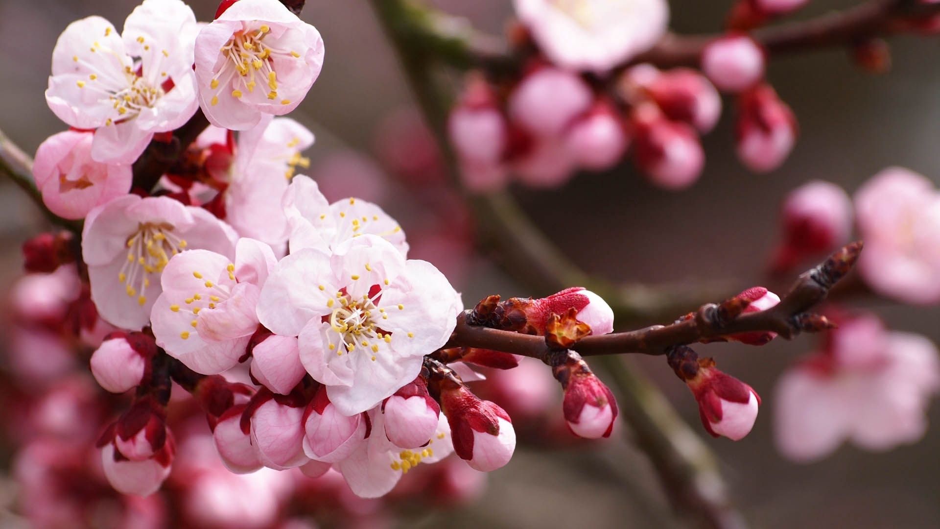 sakura spring flower wallpapers of cherry blossom