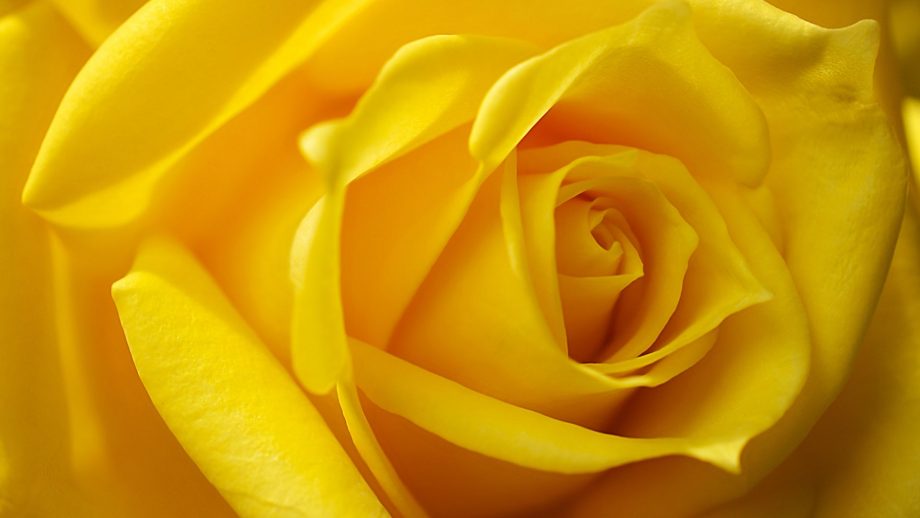 20 Yellow Rose Wallpapers - Wallpaperboat