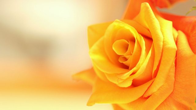 20 Yellow Rose Wallpapers - Wallpaperboat