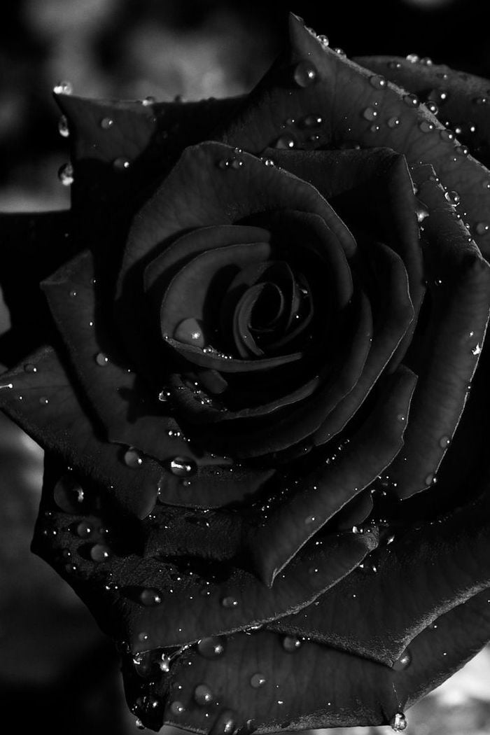 black rose wallpaper for iphone