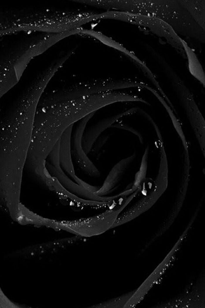 26 Black Rose Iphone Wallpapers Wallpaperboat