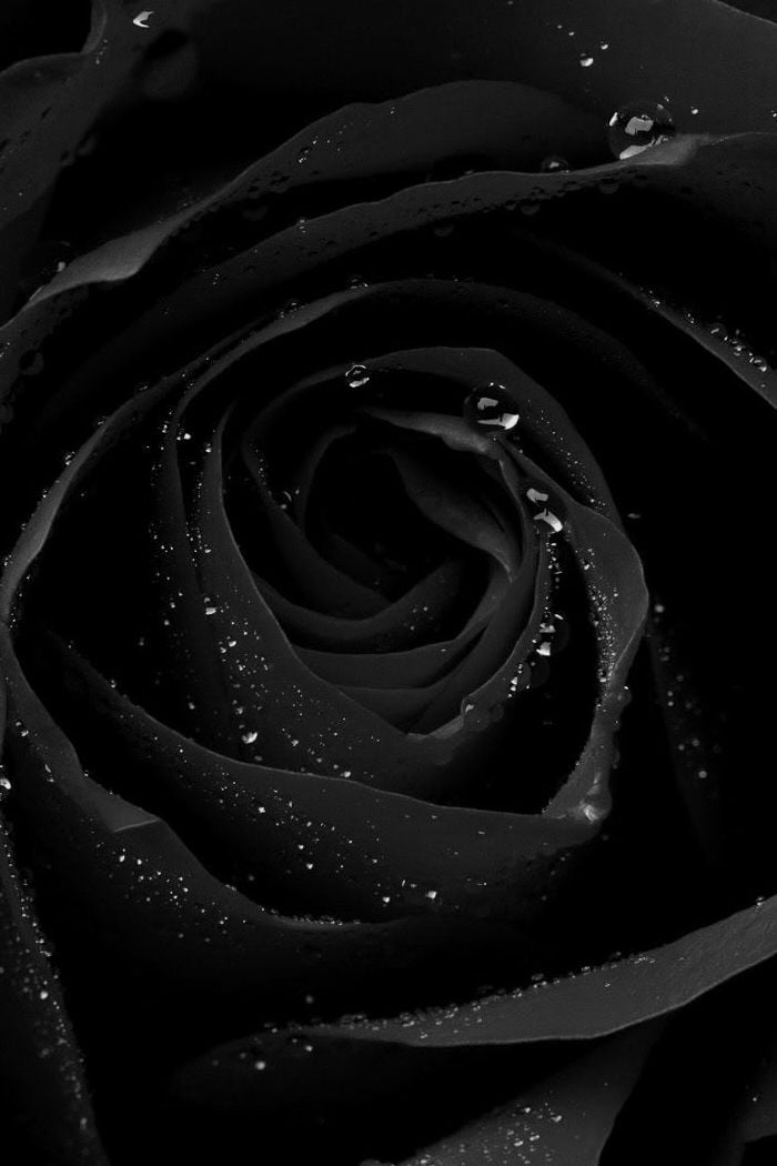 iphone wallpaper black rose