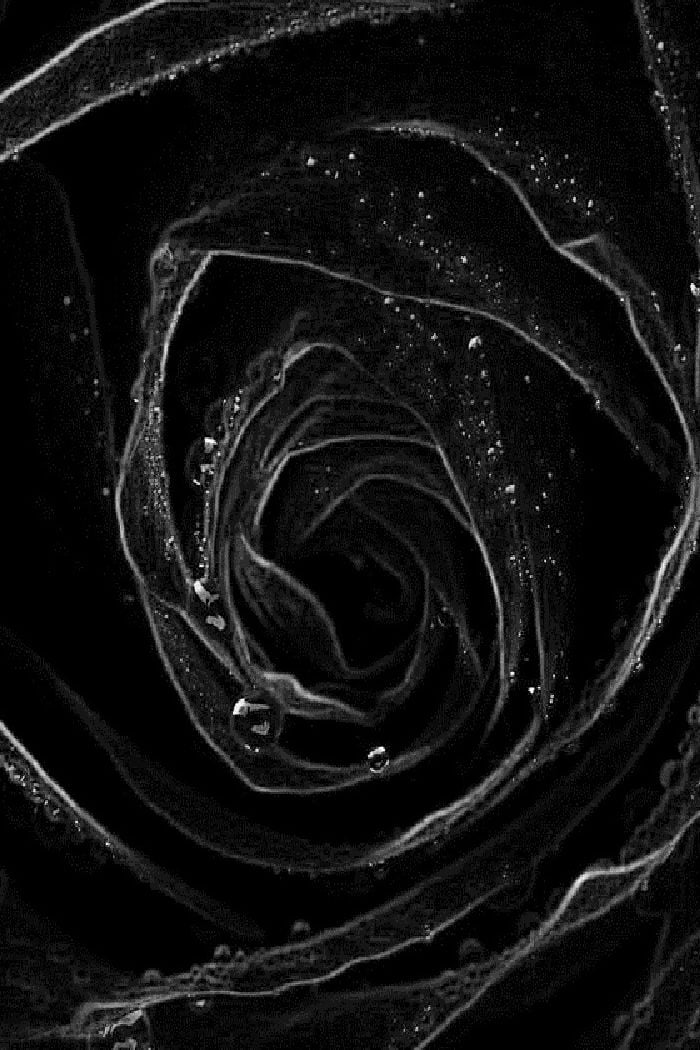 black rose iphone wallpaper