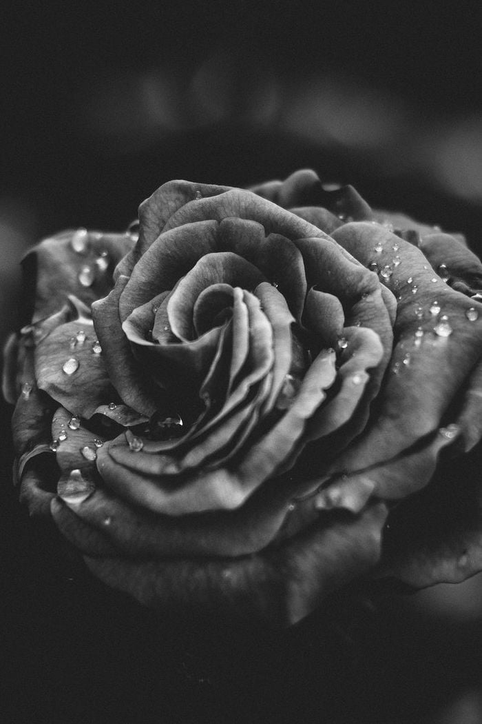 black rose hd wallpapers for mobile