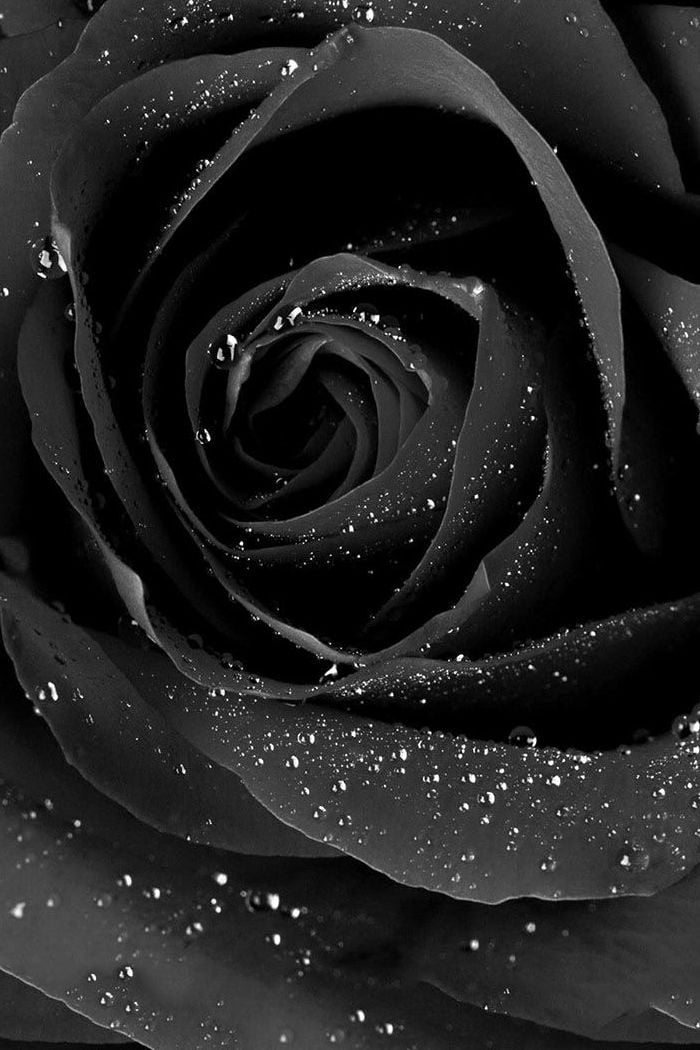 black rose hd wallpaper for mobile