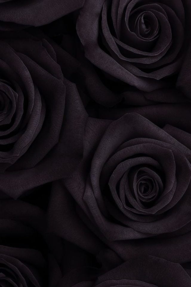26 Black Rose iPhone Wallpapers - Wallpaperboat