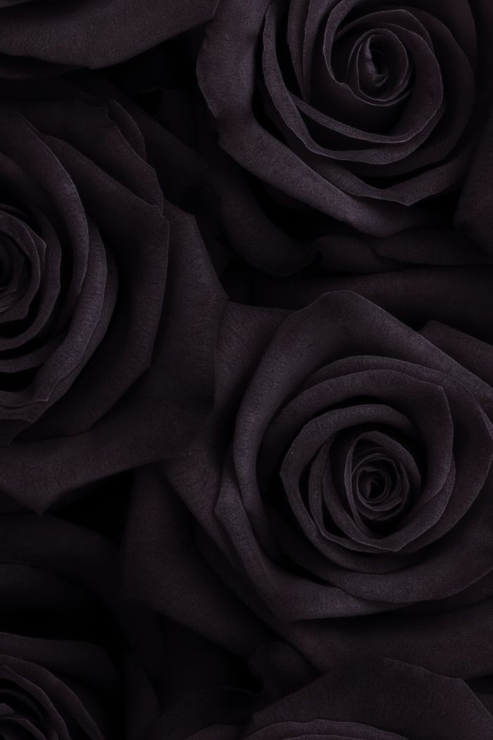 Black And White Rose Iphone Wallpaper