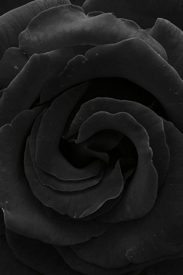 26 Black Rose Iphone Wallpapers - Wallpaperboat