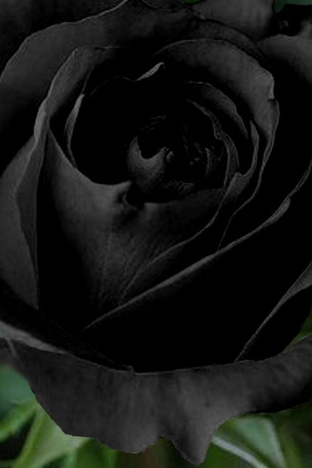 26 Black Rose iPhone Wallpapers - Wallpaperboat