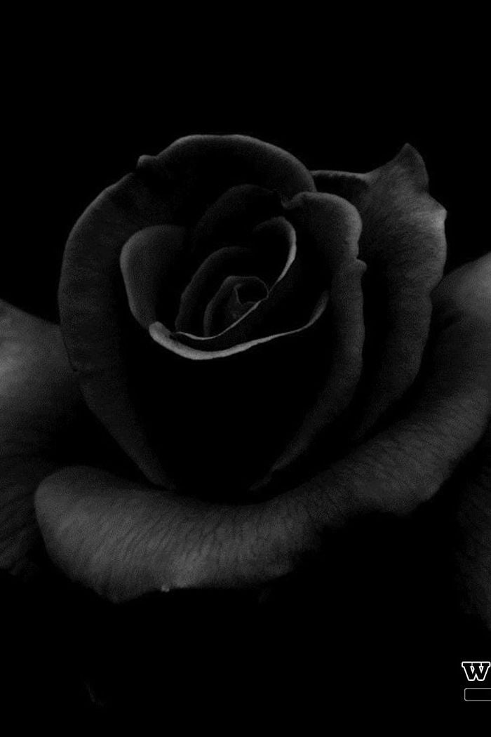 black rose wallpaper iphone