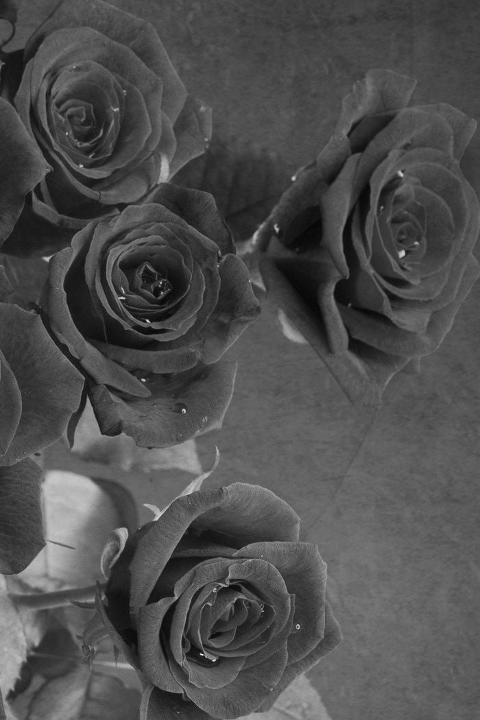black and white rose wallpaper iphone