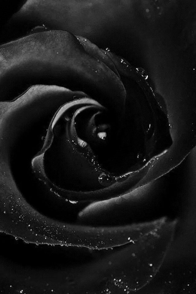 26 Black Rose iPhone Wallpapers - Wallpaperboat