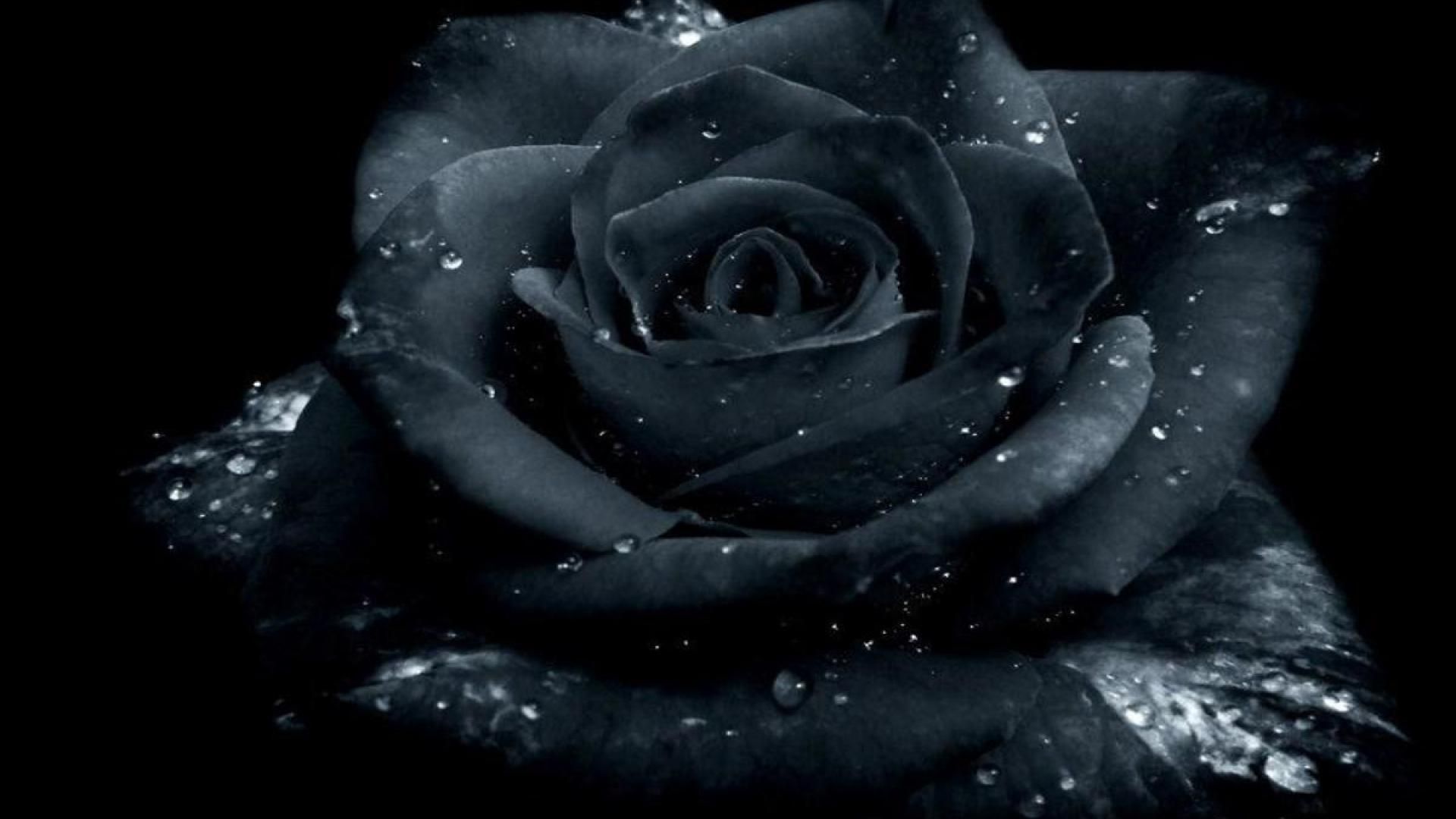 black background rose wallpapers