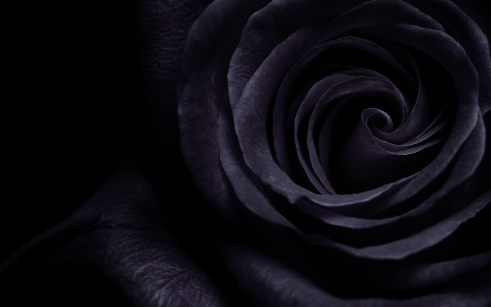 black rose hd wallpaper