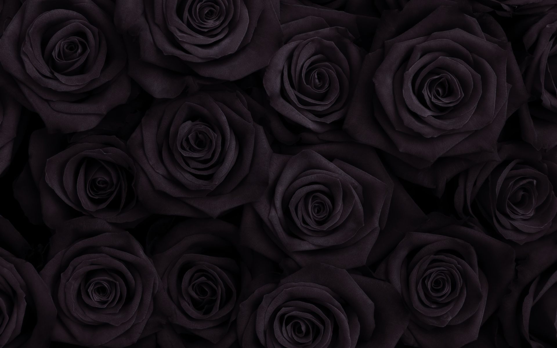 black rose wallpaper full hd