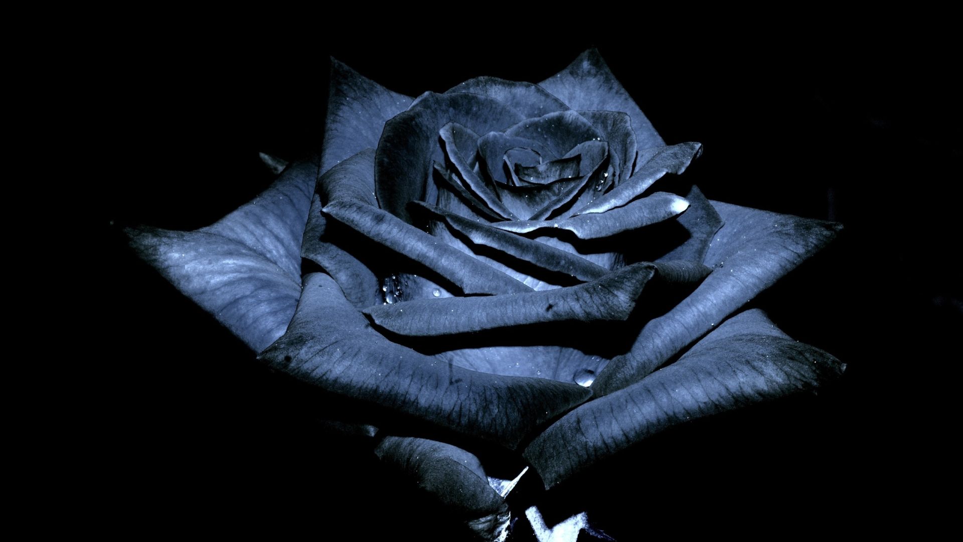 black rose wallpaper image
