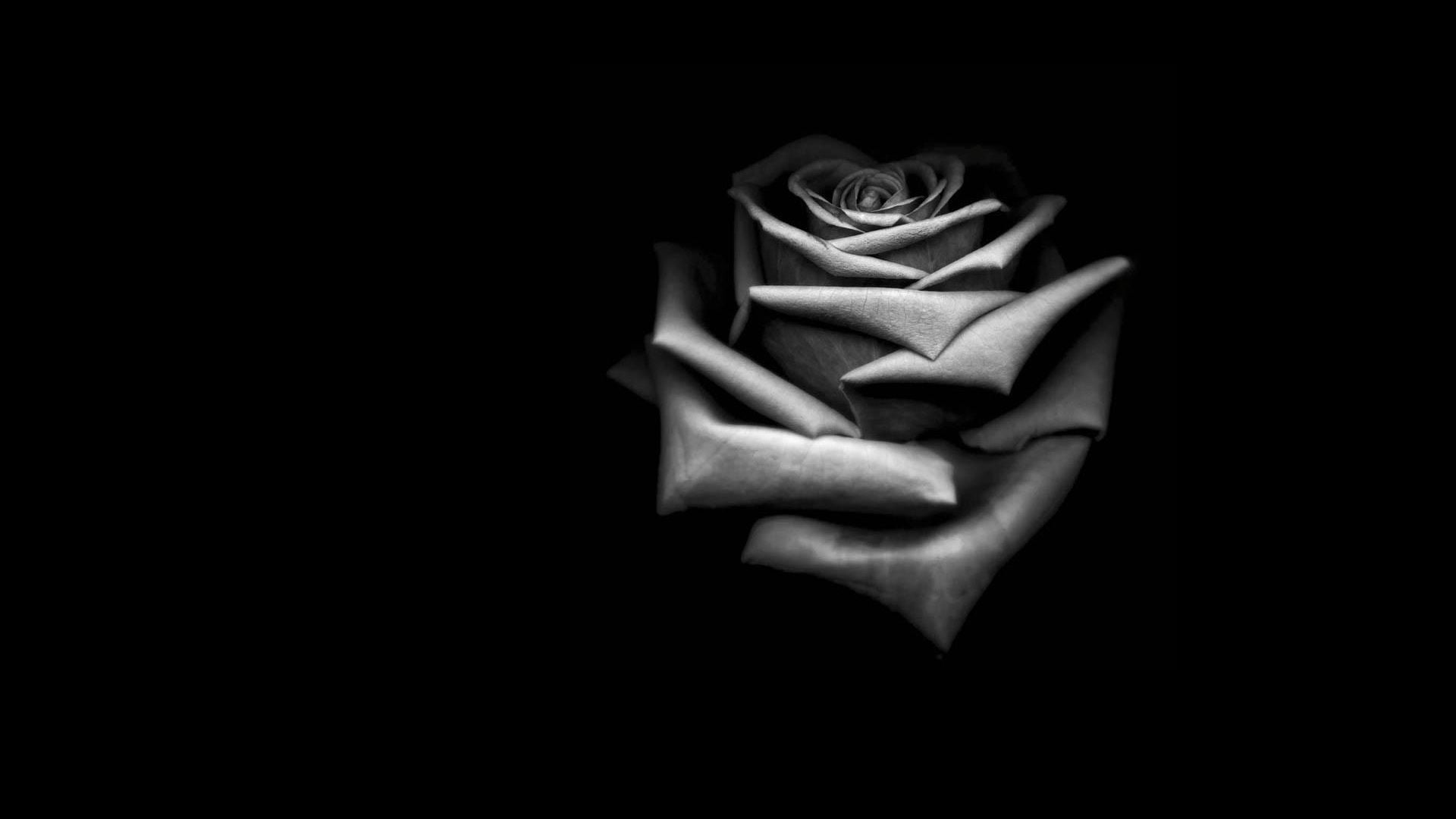 black and grey rose wallpaper