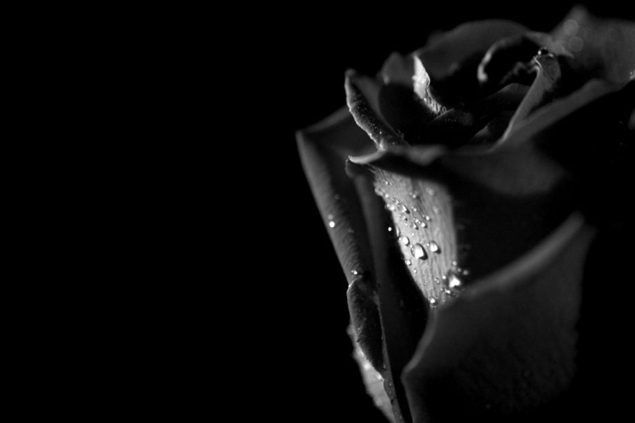 18 Black Rose Wallpapers - Wallpaperboat