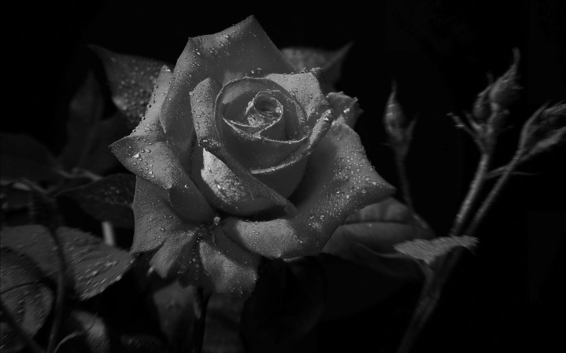 wallpaper black rose flower