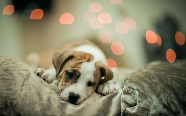 45 Cute Dog Wallpapers - Wallpaperboat