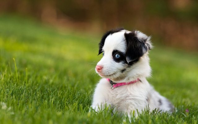 45 Cute Dog Wallpapers - Wallpaperboat
