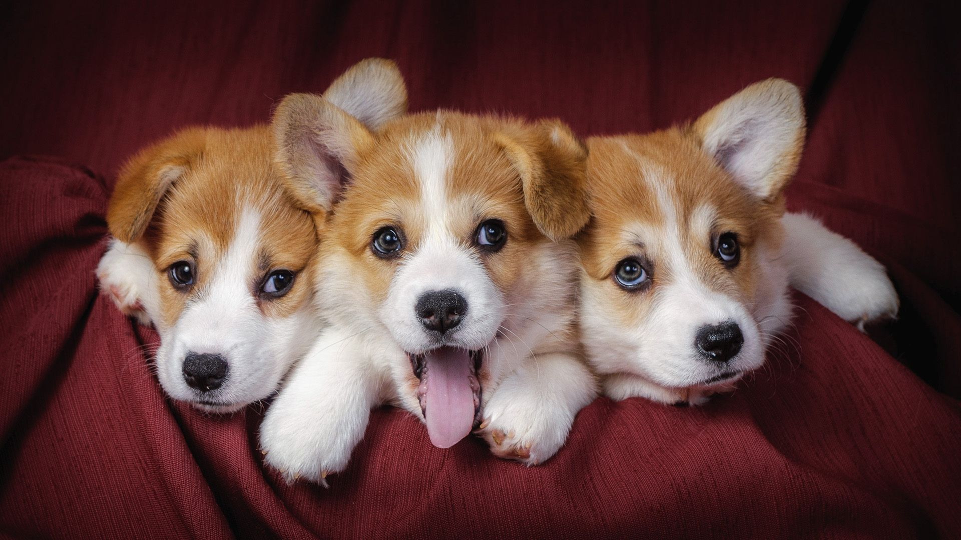 Cute Dogs HD Wallpaper 