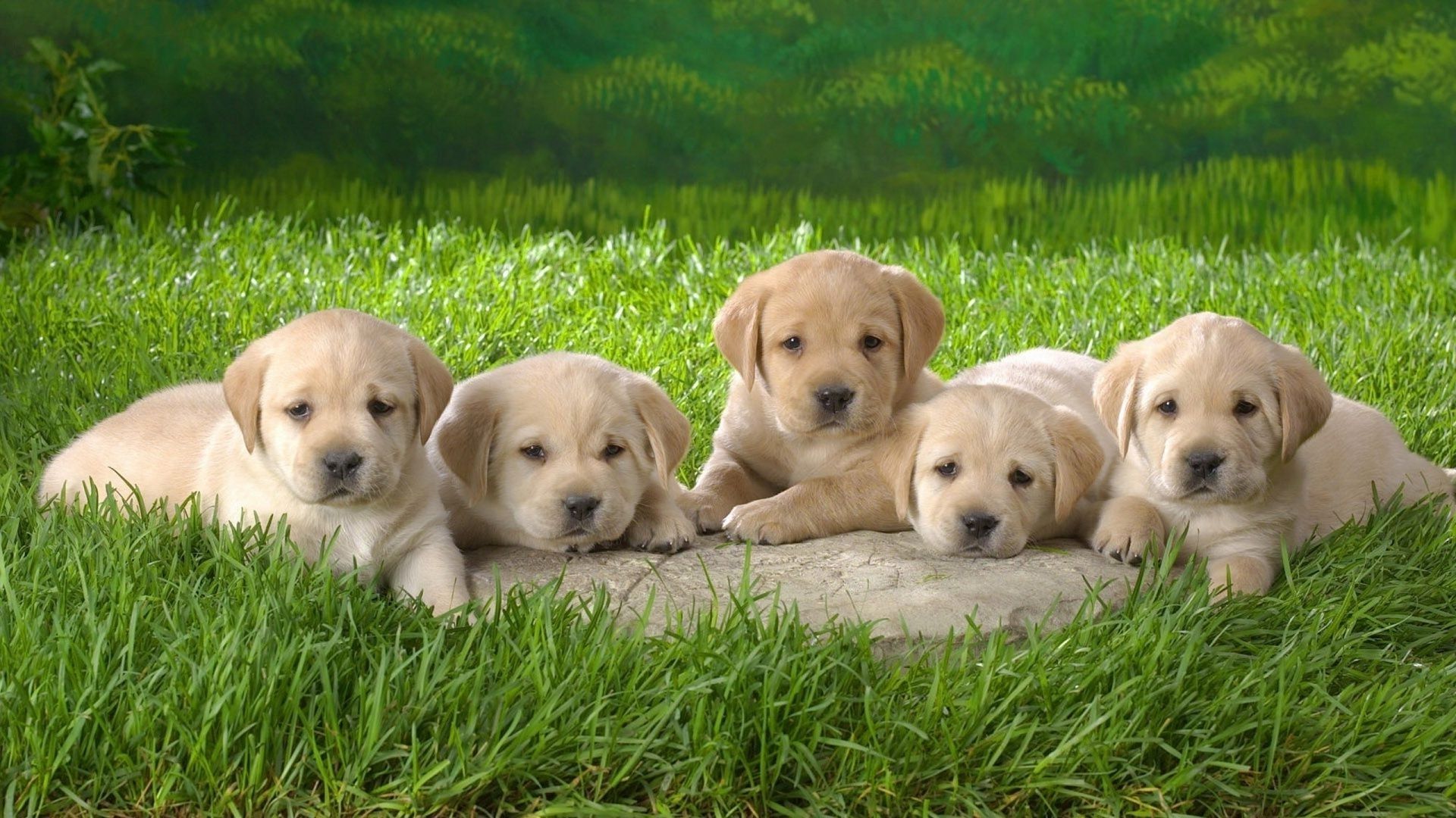 cute dogs and puppies wallpaper