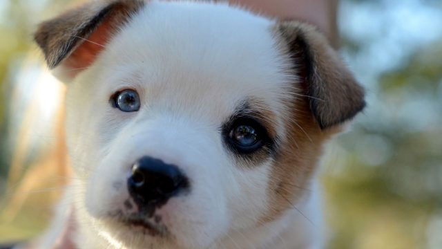 45 Cute Dog Wallpapers - Wallpaperboat