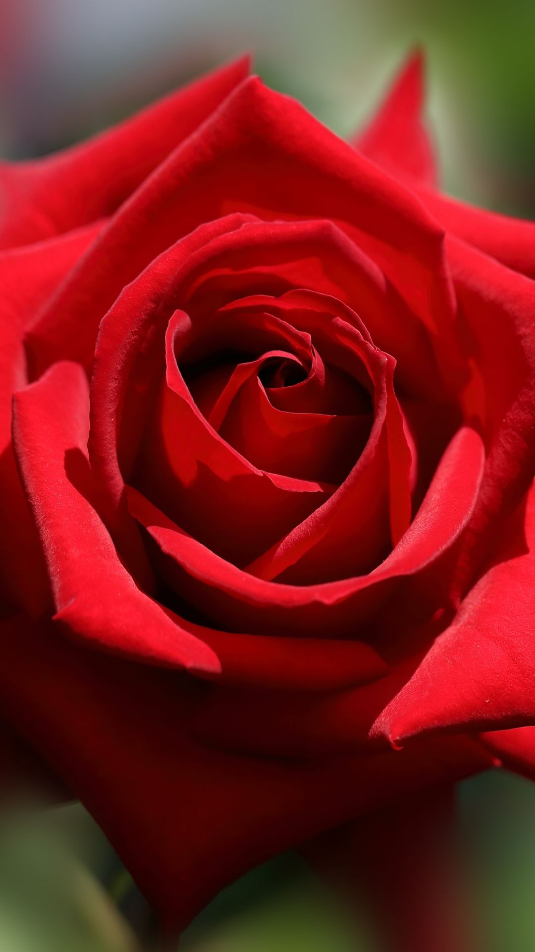 30 Red Rose iPhone Wallpapers - WallpaperBoat